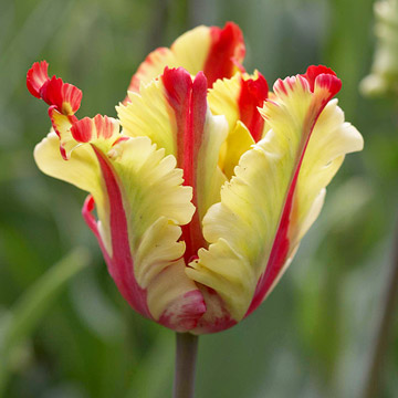 First post in a new series - Stories I ponder: The tulip